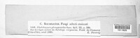 Rhabdospora pleosporoides image
